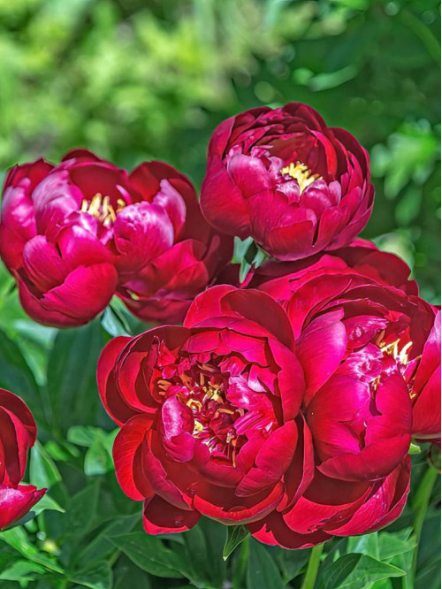 Півонія Buckeye Belle (1 шт. в упаковці)
