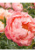 Пион Coral Charm (1 шт. в упаковке)