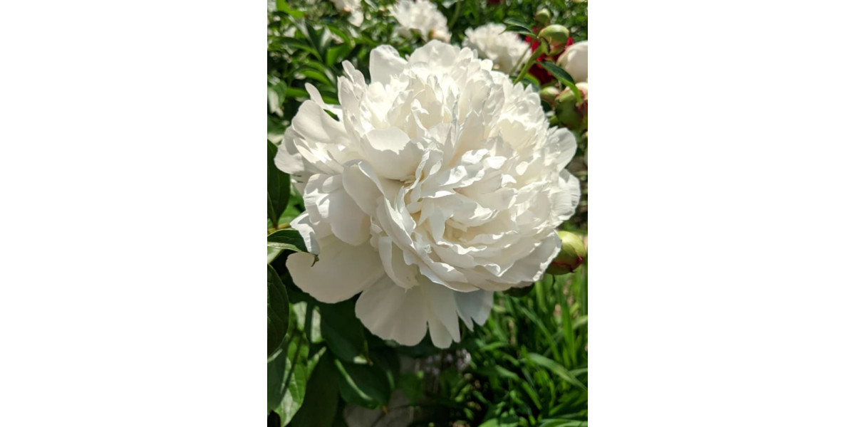 Пион Duchesse de Nemours (1 шт. в упаковке)