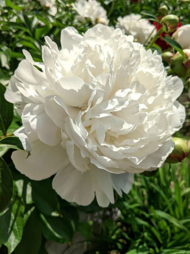 Півонія Duchesse de Nemours (1 шт. в упаковці)