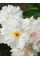 Пион Gardenia (1 шт. в упаковке)