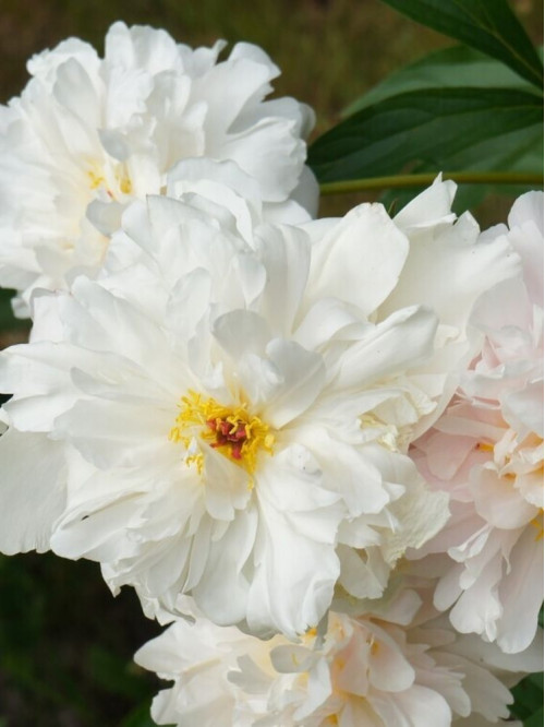 Пион Gardenia (1 шт. в упаковке)
