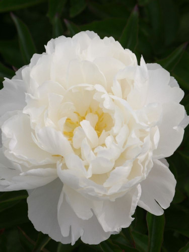Пион Gardenia (1 шт. в упаковке)