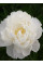 Пион Gardenia (1 шт. в упаковке)