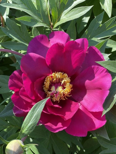 Півонія ITOH First Pink Ardour (1 шт. в упаковці)