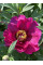 Пион ITOH First Pink Ardour (1 шт. в упаковке)