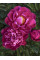 Пион ITOH First Pink Ardour (1 шт. в упаковке)