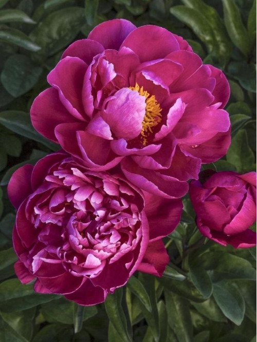 Пион ITOH First Pink Ardour (1 шт. в упаковке)