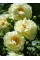 Пион Lemon Chiffon (1 шт. в упаковке)