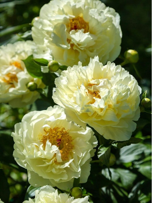 Пион Lemon Chiffon (1 шт. в упаковке)