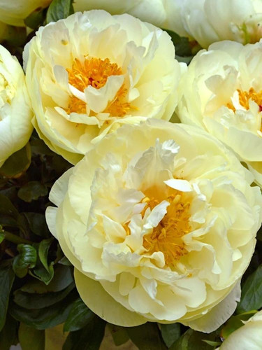 Пион Lemon Chiffon (1 шт. в упаковке)