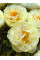 Пион Lemon Chiffon (1 шт. в упаковке)