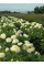 Пион Lemon Chiffon (1 шт. в упаковке)