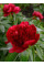 Пион Red Charm (1 шт. в упаковке)