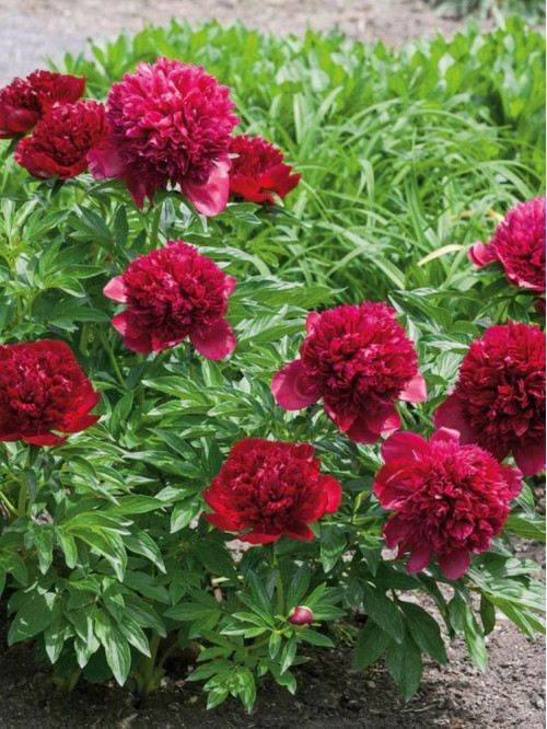 Пион Red Charm (1 шт. в упаковке)