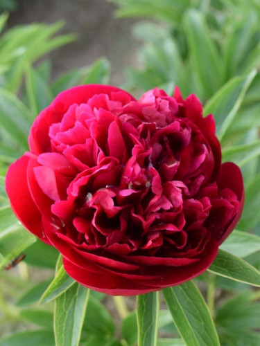 Півонія Rubra Plena (1 шт. в упаковці)