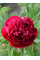 Пион Rubra Plena (1 шт. в упаковке)