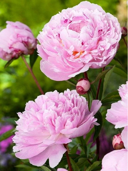 Пион Sarah Bernhardt Select (1 шт. в упаковке)