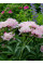 Пион Sarah Bernhardt Select (1 шт. в упаковке)