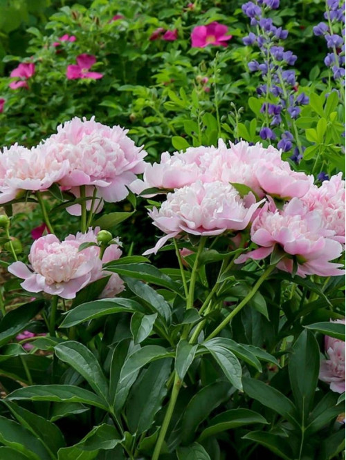 Пион Sarah Bernhardt Select (1 шт. в упаковке)