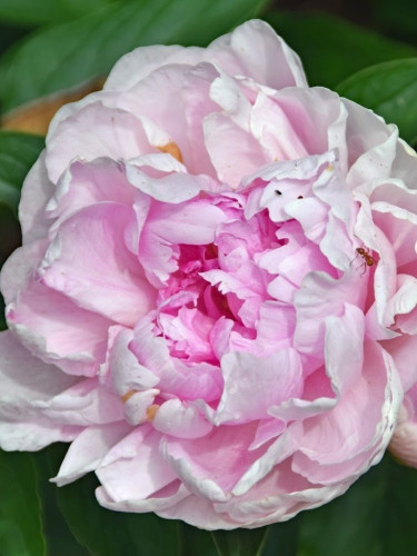 Пион Vived Rose (1 шт. в упаковке)
