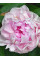 Пион Vived Rose (1 шт. в упаковке)