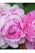 Пион Vived Rose (1 шт. в упаковке)