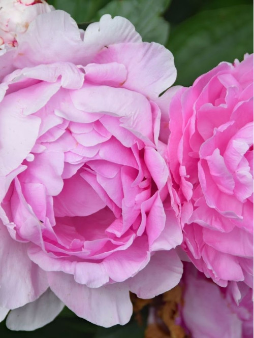 Пион Vived Rose (1 шт. в упаковке)