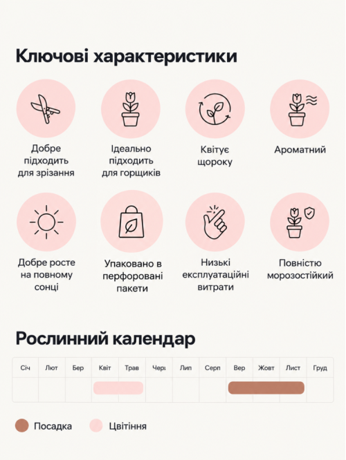 Гіацинт Crystal Palace (2 шт. в упаковці)