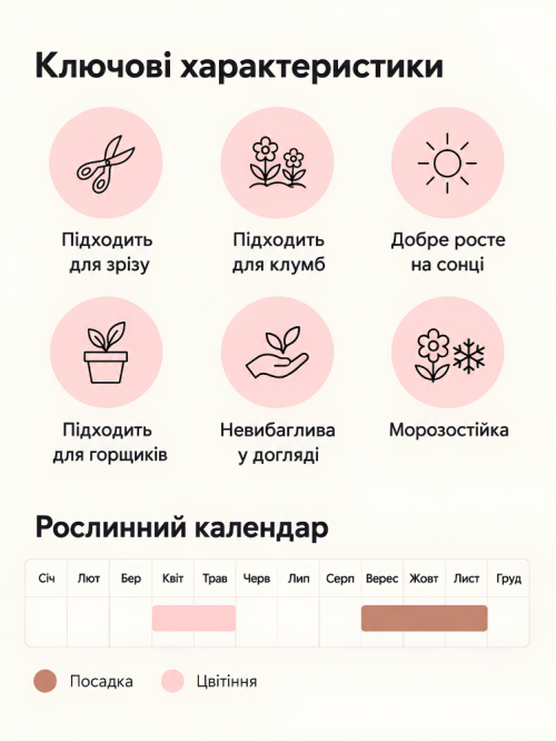 Тюльпан Groenland (2 шт. в упаковке)