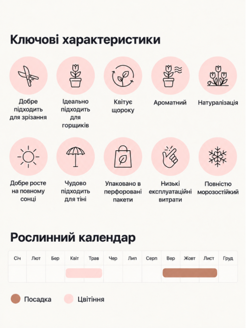 Нарцисс Prototype (2 шт. в упаковке)