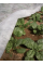 Агроволокно укривне ТМ "Agreen" (щільність 30 г/м²) 2,1х10 м (21 м²)