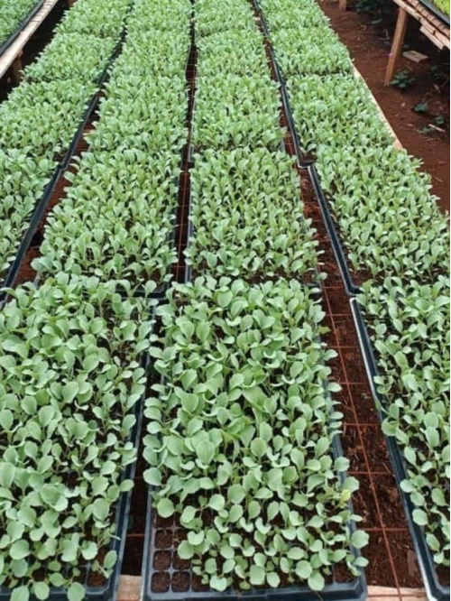 Касета для розсади 105 комірок (540х280мм) ТМ "Agreen"