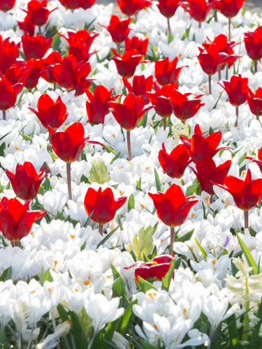 Мікс Scarlet Snowfall (16 шт. в упаковці)
