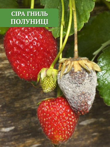 Сіра гниль полуниці - Швидка допомога