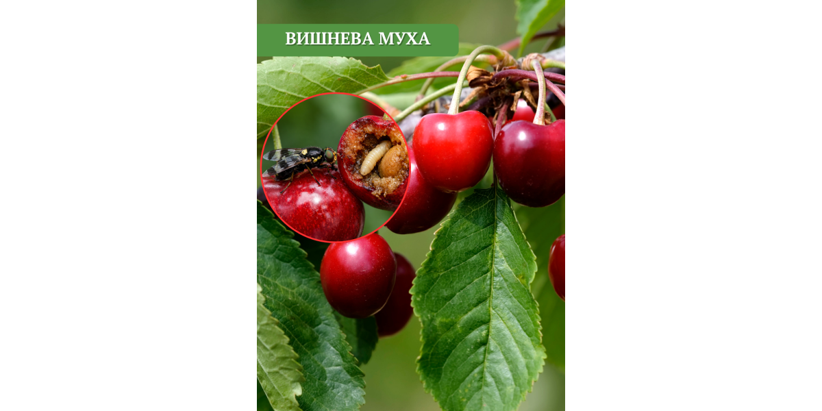 Вишневая муха - Скорая помощь