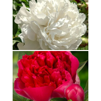 Комплект півоній Red and White (2 шт.)