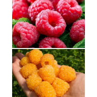 Комплект малины красная+желтая (2 шт.)