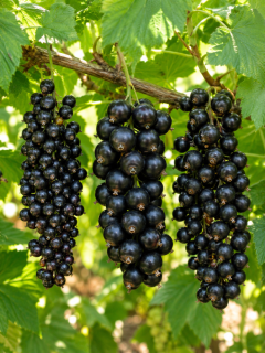 Комплект смородини чорної (3 шт.)