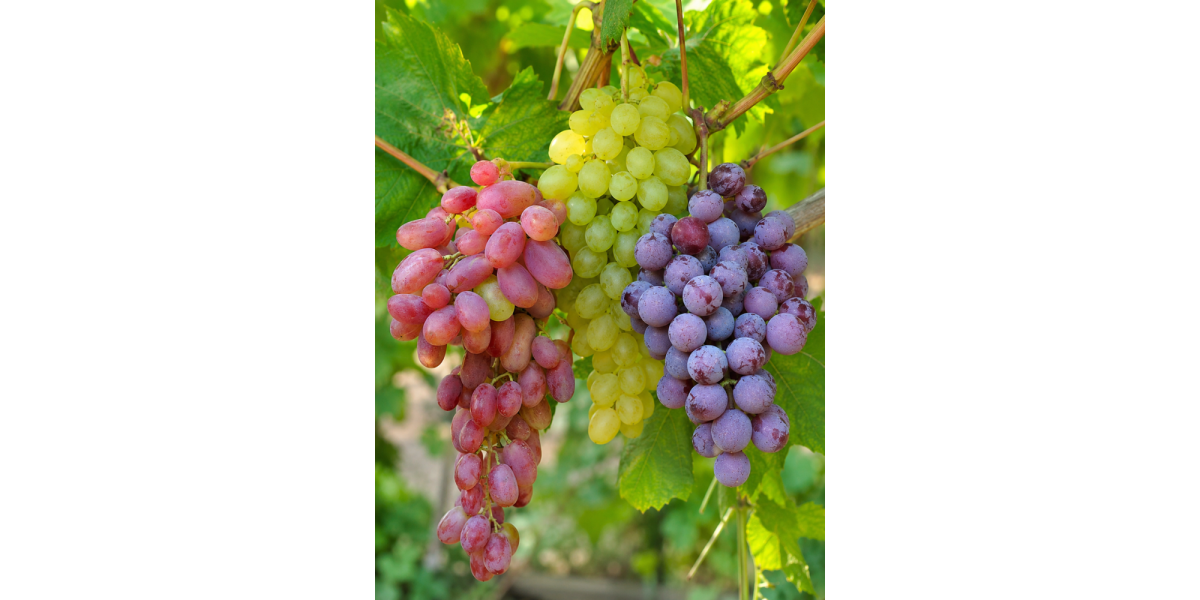 Комплект винограду На вино (3 шт.)