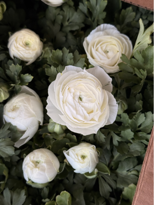 Ранункулюс (лютик) White (білий) (укорінений в горщику Р9)