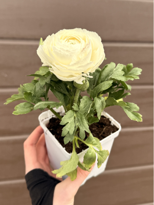 Ранункулюс (лютик) White (білий) (укорінений в горщику Р9)