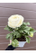 Ранункулюс (лютик) White (білий) (укорінений в горщику Р9)