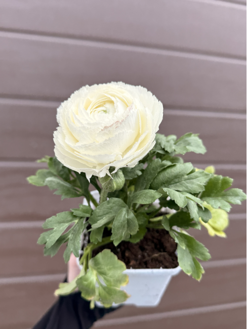Ранункулюс (лютик) White (білий) (укорінений в горщику Р9)