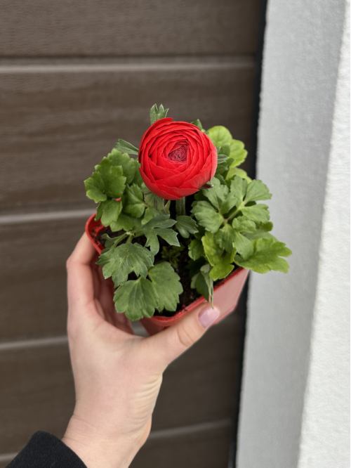 Ранункулюс (лютик) Red (червоний) (укорінений в горщику Р9)