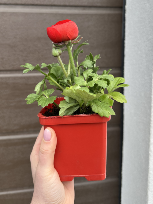 Ранункулюс (лютик) Red (червоний) (укорінений в горщику Р9)
