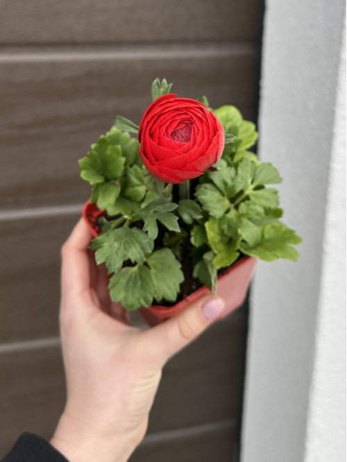 Ранункулюс (лютик) Red (червоний) (укорінений в горщику Р9)