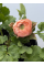 Ранункулюс (лютик) Roze (нежно-розовый) (укорененный в горшке Р9)