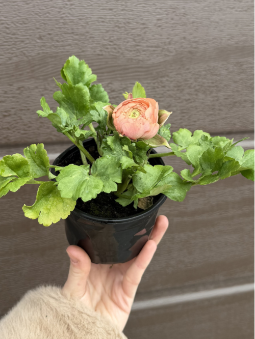 Ранункулюс (лютик) Roze (нежно-розовый) (укорененный в горшке Р9)