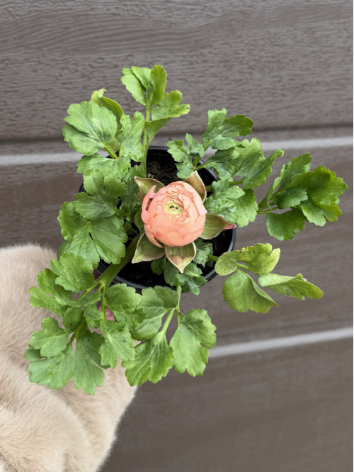 Ранункулюс (лютик) Roze (нежно-розовый) (укорененный в горшке Р9)